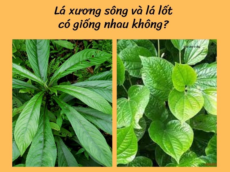 la-xuong-song-va-la-lot