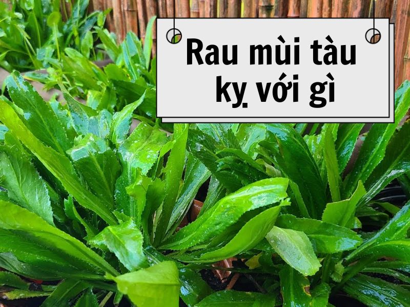 rau-mui-tau-ky-voi-gi