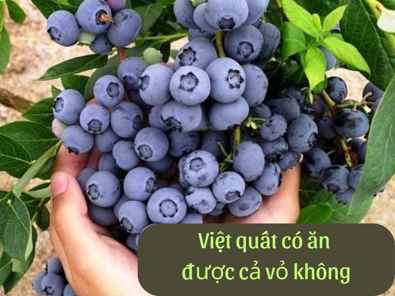 viet-quat-co-an-duoc-ca-vo-khong