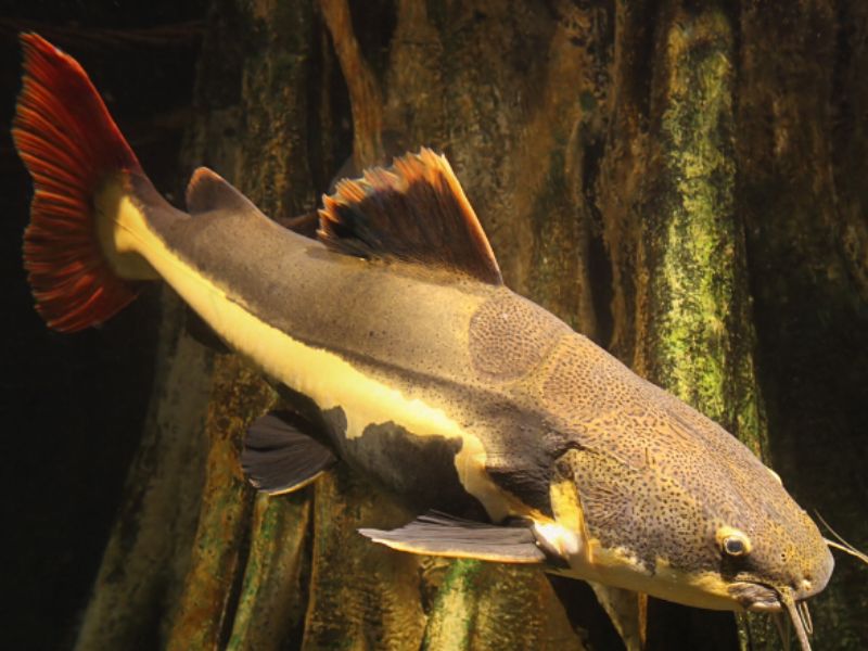 Ca-lang-la-mot-loai-ca-da-tron-thuoc-ho-ca-ngat-Bagridae