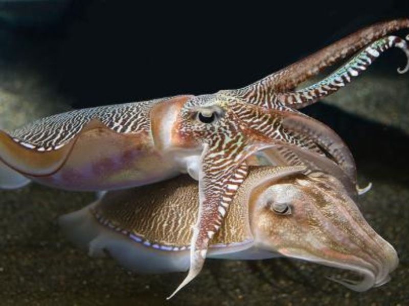 Muc-mai-ten-khoa-hoc-Sepia-spp.-la-mot-loai-muc-nang-thuoc-ho-Sepiidae