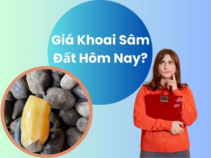 gia-khoai-sam-dat