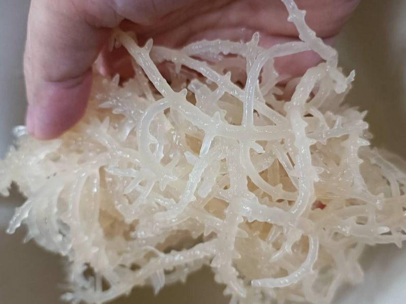 goc-thac-mac-rong-sun-co-collagen-khong
