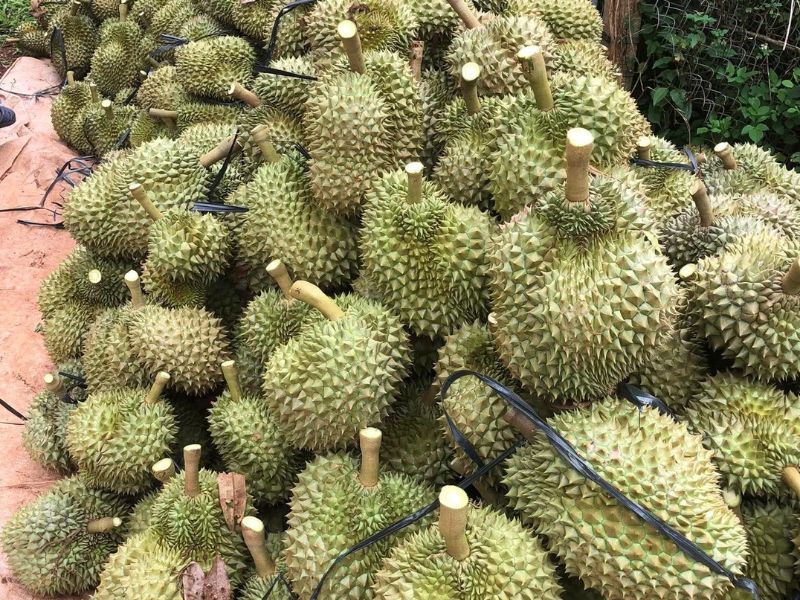 goc-thac-mac-sau-rieng-co-thap-huong-duoc-khong