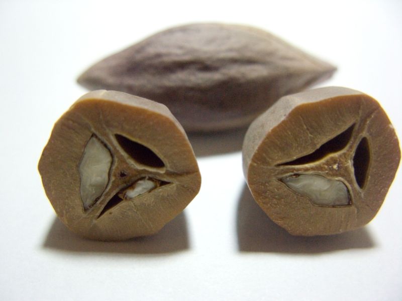 goc-tim-hieu-hat-tram-den-ngam-ruou-co-tac-dung-gi