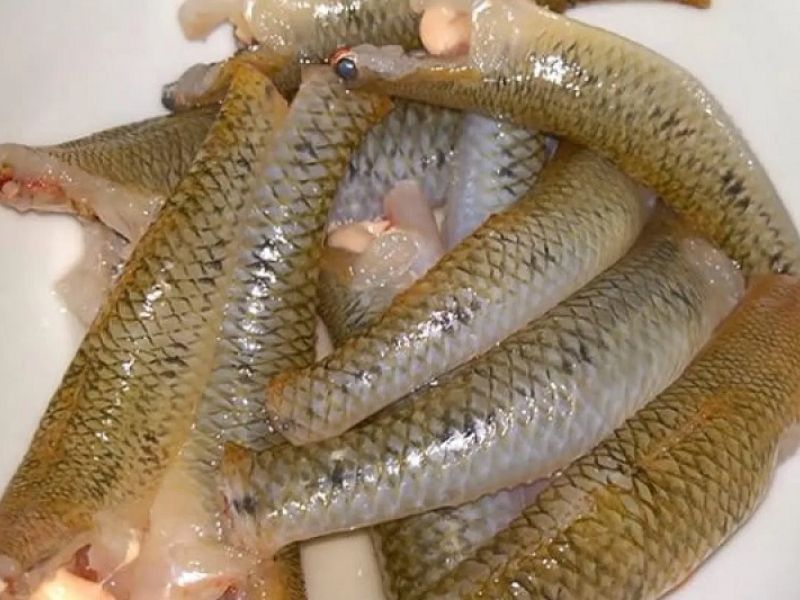 pham-biet-cac-loai-ca-nuoc-ngot-tai-viet-nam
