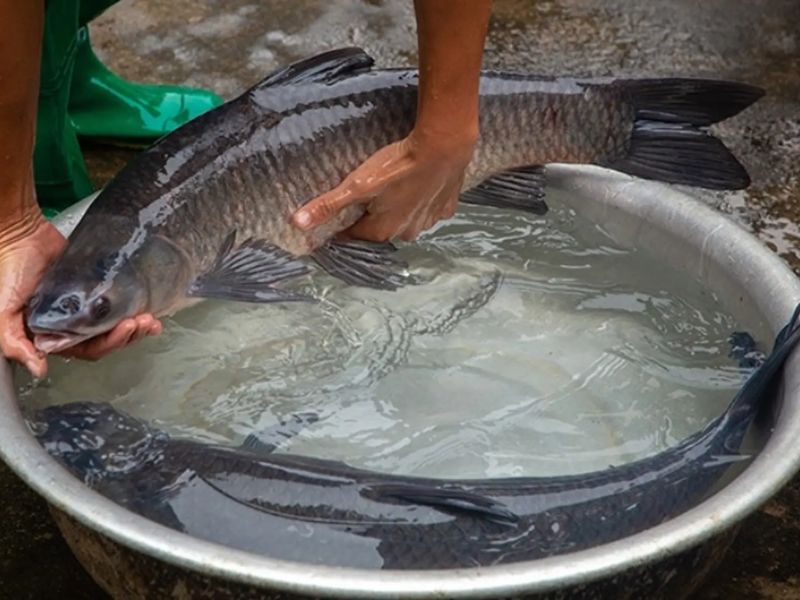 tham-khao-cac-loai-ca-nuoc-ngot-tai-viet-nam