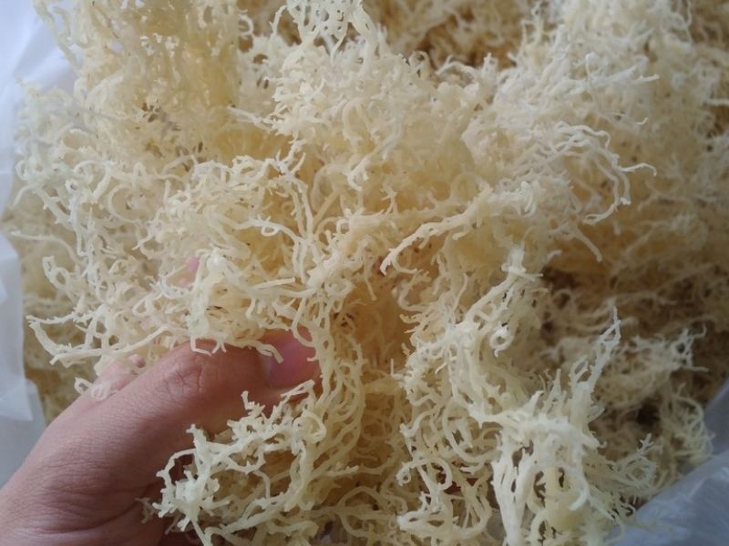 thuc-hu-rong-sun-co-collagen-khong