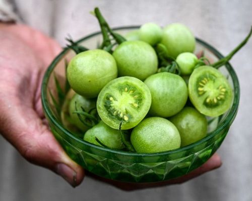 Mot-nghien-cuu-tu-ResearchGate-nhan-manh-rang-cac-loai-thuc-pham-nhu-ca-chua-xanh-chua-Glycoalkaloid-co-the-gay-ngo-doc-thuc-pham-neu-tieu-thu-voi-so-luong-lon-hoac-khong-duoc-che-bien-dung-cach