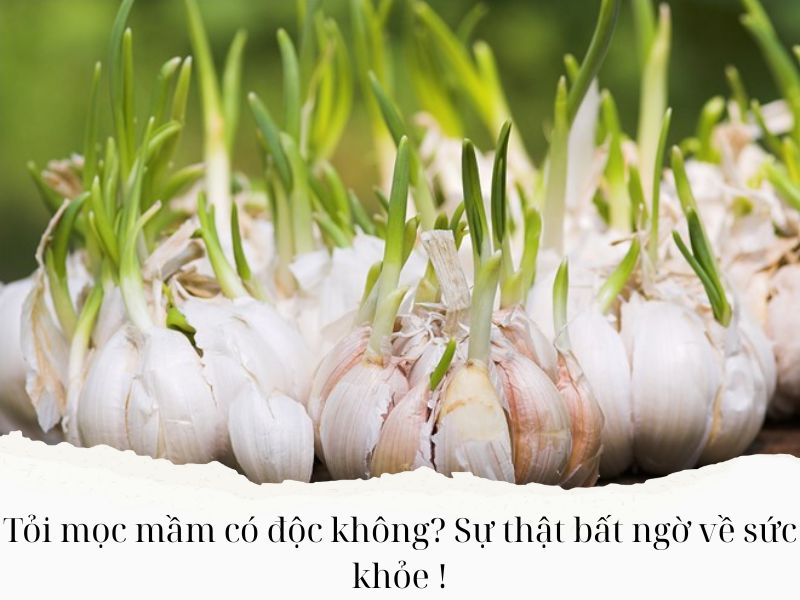 Toi-moc-mam-co-doc-khong