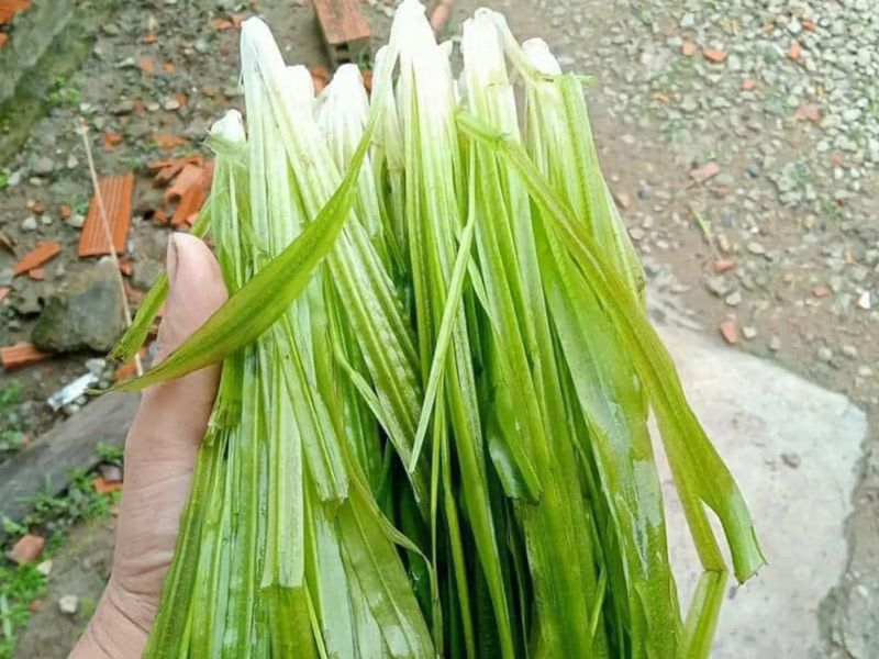 bat-mi-cac-loai-rau-mien-tay-an-lau