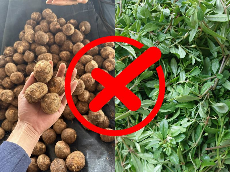 bat-mi-khoai-so-ky-voi-gi