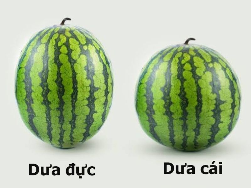 bi-mat-cach-chon-dua-hau-ngon-ngot