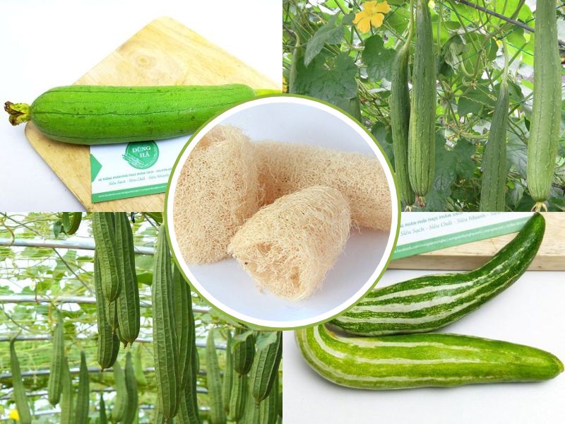 cac-loai-muop-o-viet-nam