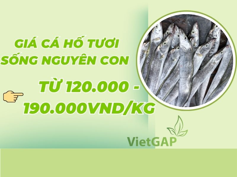 gia-ca-ho-tuoi-song