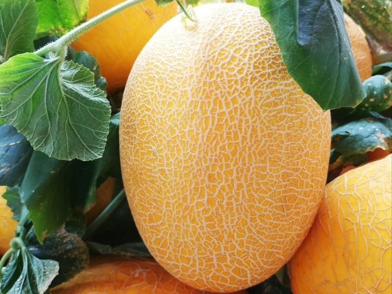 giai-dap-cach-chon-dua-vang-ngon