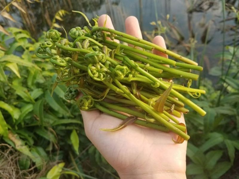 goc-bat-mi-cac-loai-rau-mien-tay-an-lau