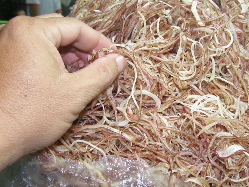 goc-kham-pha-cac-loai-rau-mien-tay-an-lau