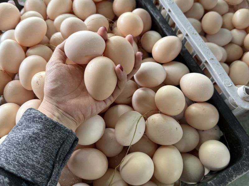 thuc-pham-sach-trung-sach