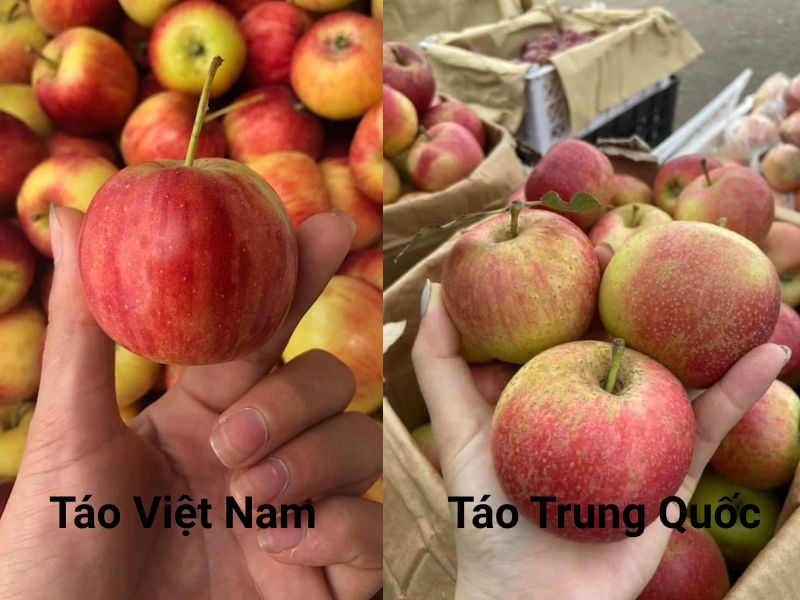 tra-loi-cach-chon-tao-ngon-sach