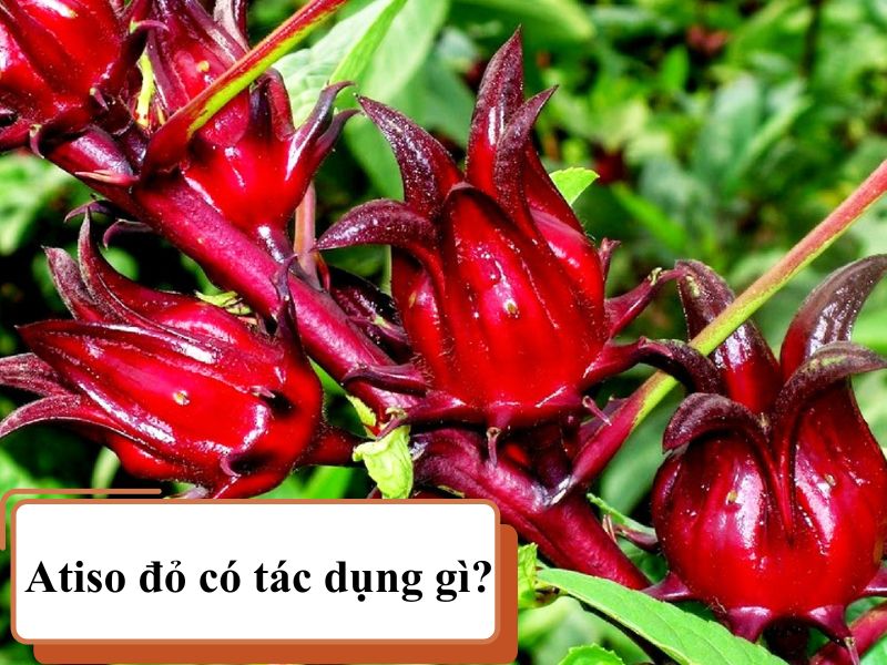 atiso-do-co-tac-dung-gi