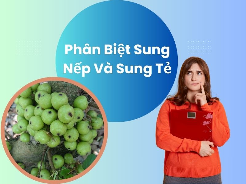 cach-phan-biet-sung-nep-va-sung-te-chinh-xac