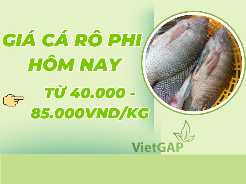 gia-ca-ro-phi-hom-nay