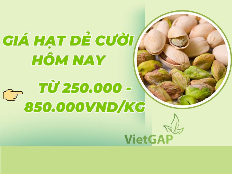gia-hat-de-cuoi-hom-nay-bao-tien