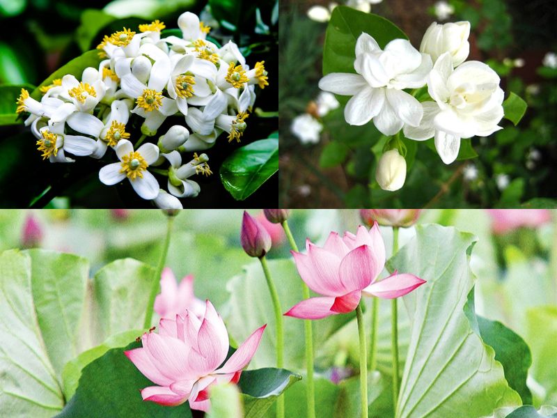 goc-kham-pha-bot-san-day-ky-voi-gi