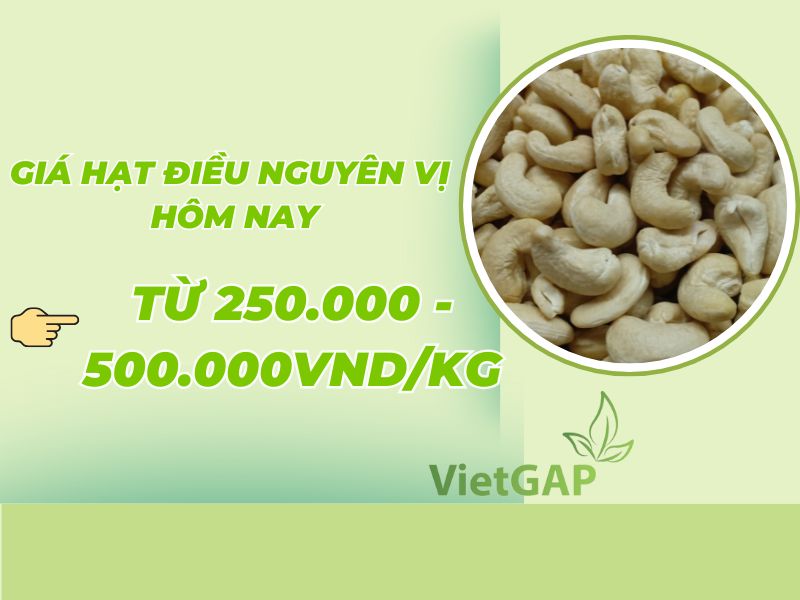 goc-thac-mac-hat-dieu-bao-nhieu-tien-1kg