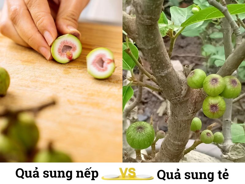 phan-biet-sung-nep-va-sung-te-chinh-xac