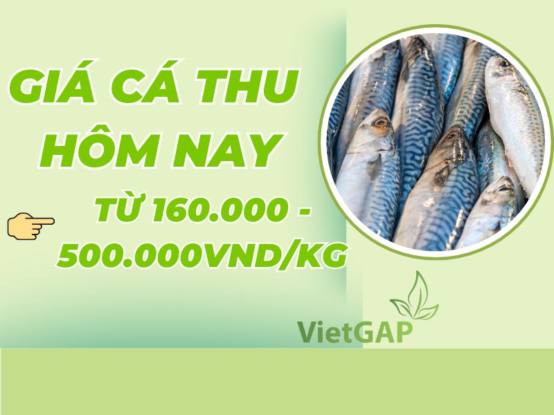 thac-mac-ca-thu-bao-tien-1kg