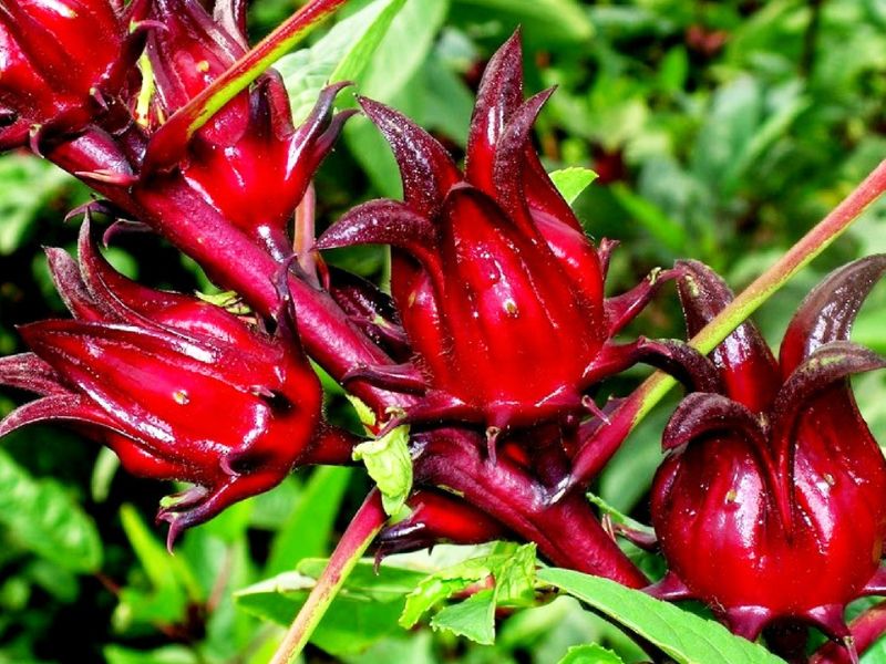 tim-hieu-atiso-do-co-tac-dung-gi