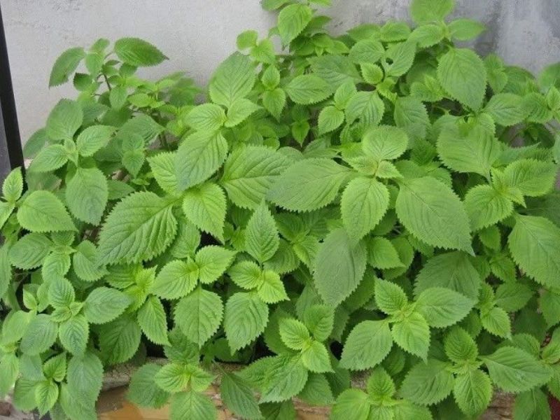 tim-hieu-ca-ngu-ky-voi-gi