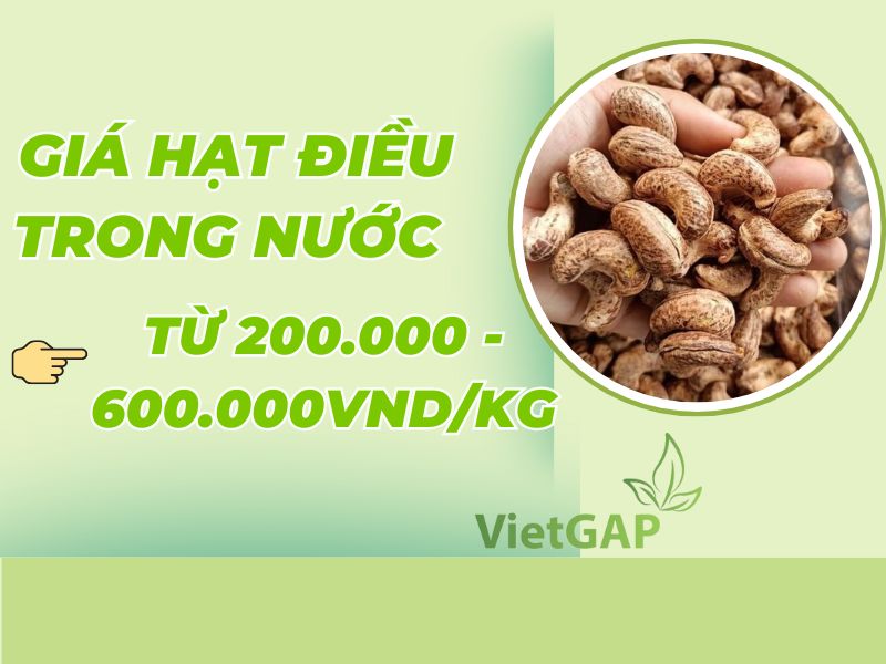 tim-hieu-hat-dieu-bao-nhieu-tien-1kg