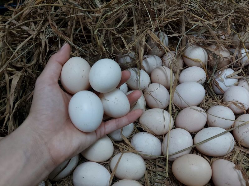 tim-hieu-thit-tho-ky-gi