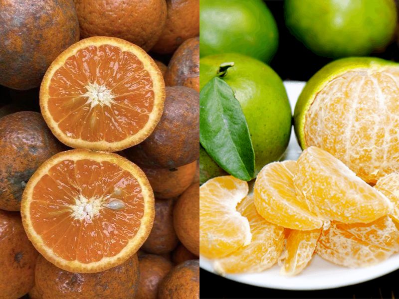 tra-loi-thit-tho-ky-gi