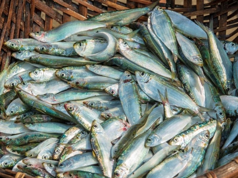 du-bao-xu-huong-gia-ca-trich-trong-thoi-gian-toi