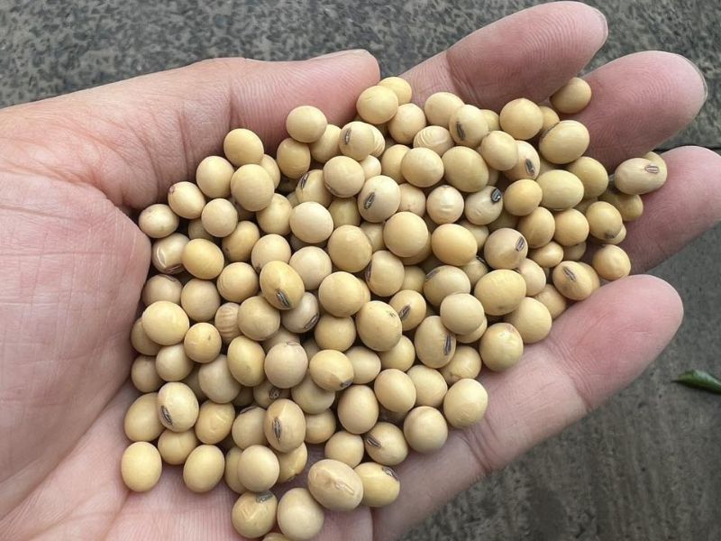 du-doan-gia-dau-nanh-hom-nay-trong-thoi-gian-toi