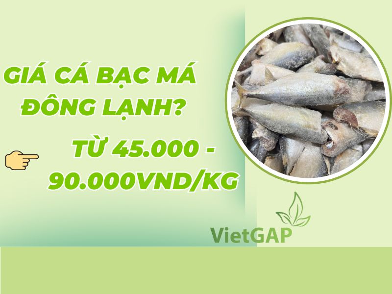 gia-ca-bac-ma-dong-lanh