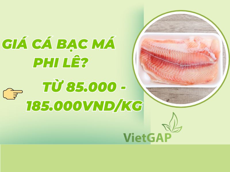 gia-ca-bac-ma-phi-le