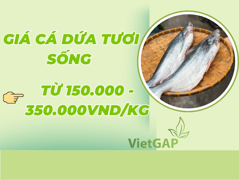 gia-ca-dua-tuoi-song