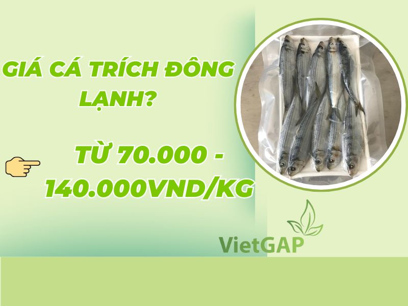 gia-ca-trich-dong-lanh-hom-nay