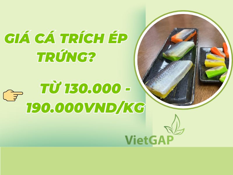 gia-ca-trich-ep-trung-hom-nay