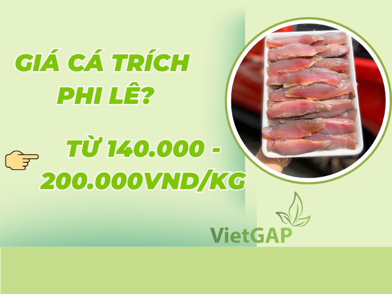 gia-ca-trich-phi-le-hom-nay