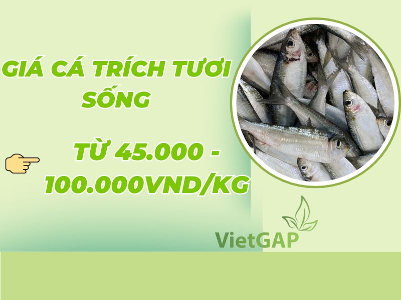 gia-ca-trich-tuoi-song-hom-nay