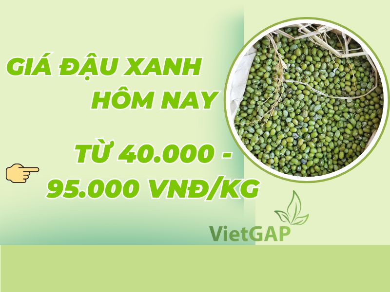 gia-dau-xanh-hom-nay-bao-tien
