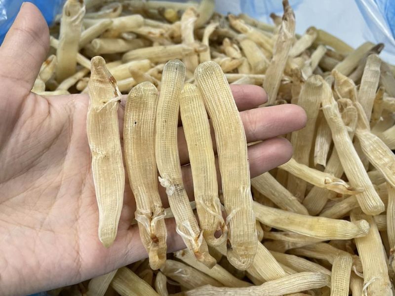 gia-sa-sung-kho-hom-nay