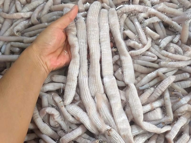 gia-sa-sung-tuoi-hom-nay