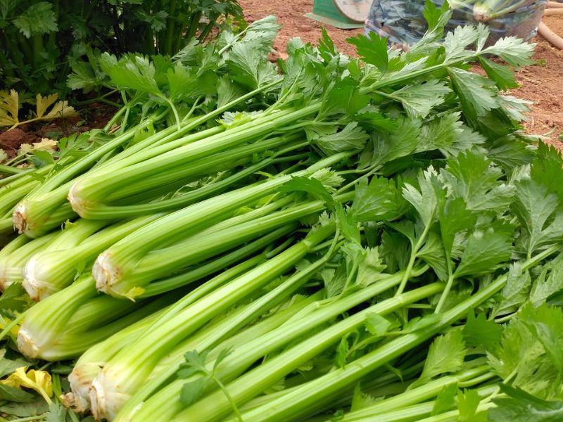 goc-tim-hieu-can-tay-bao-nhieu-calo